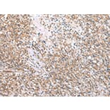 Immunohistochemistry - CFAP52 Antibody from Signalway Antibody (42852) - Antibodies.com