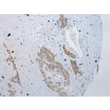Immunohistochemistry - YY1AP1 Antibody from Signalway Antibody (42866) - Antibodies.com