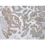 Immunohistochemistry - YY1AP1 Antibody from Signalway Antibody (42866) - Antibodies.com