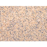 Immunohistochemistry - ZFAND1 Antibody from Signalway Antibody (42869) - Antibodies.com