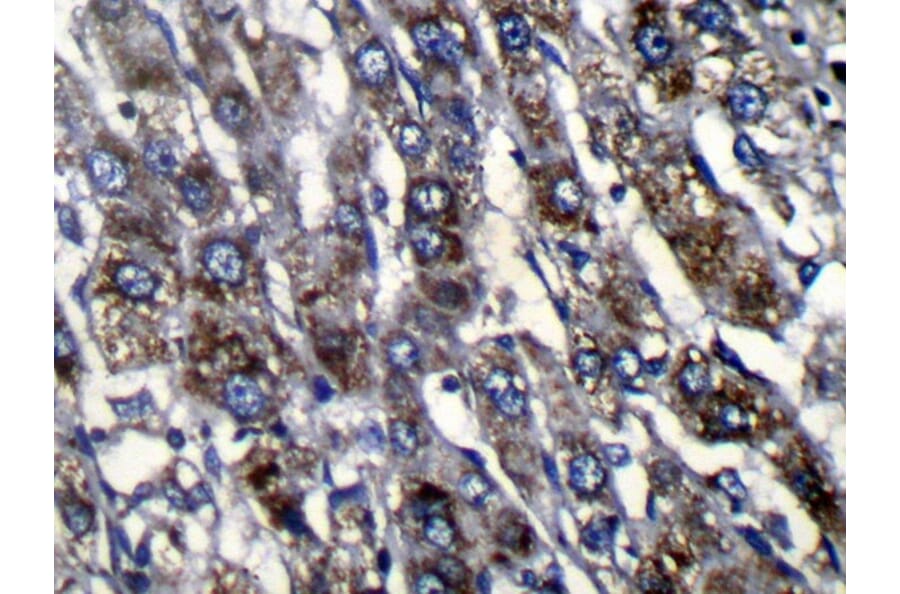 Immunohistochemistry - ZFAND3 Antibody from Signalway Antibody (42870) - Antibodies.com
