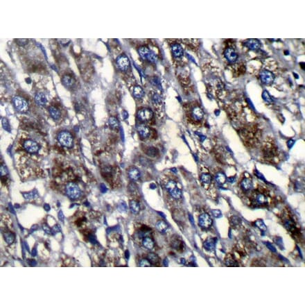 Immunohistochemistry - ZFAND3 Antibody from Signalway Antibody (42870) - Antibodies.com
