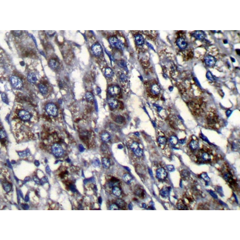 Immunohistochemistry - ZFAND3 Antibody from Signalway Antibody (42870) - Antibodies.com