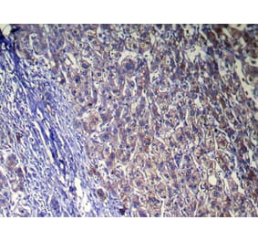 Immunohistochemistry - ZFAND5 Antibody from Signalway Antibody (42871) - Antibodies.com