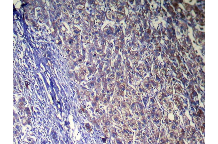 Immunohistochemistry - ZFAND5 Antibody from Signalway Antibody (42871) - Antibodies.com