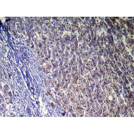 Immunohistochemistry - ZFAND5 Antibody from Signalway Antibody (42871) - Antibodies.com