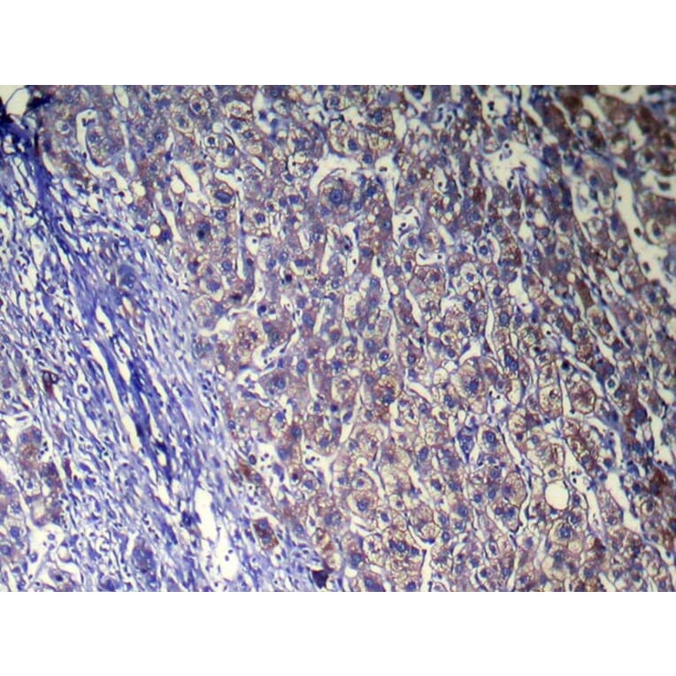 Immunohistochemistry - ZFAND5 Antibody from Signalway Antibody (42871) - Antibodies.com
