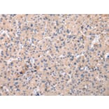Immunohistochemistry - ZNF268 Antibody from Signalway Antibody (42877) - Antibodies.com