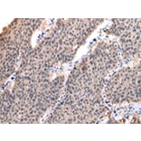 Immunohistochemistry - POLR2K Antibody from Signalway Antibody (42880) - Antibodies.com