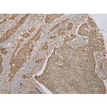 Immunohistochemistry - FNDC3B Antibody from Signalway Antibody (42886) - Antibodies.com