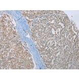Immunohistochemistry - MLLT11 Antibody from Signalway Antibody (42891) - Antibodies.com