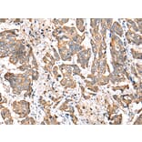 Immunohistochemistry - RABL2B Antibody from Signalway Antibody (42892) - Antibodies.com