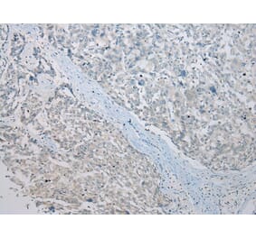 Immunohistochemistry - CRYZL1 Antibody from Signalway Antibody (42900) - Antibodies.com