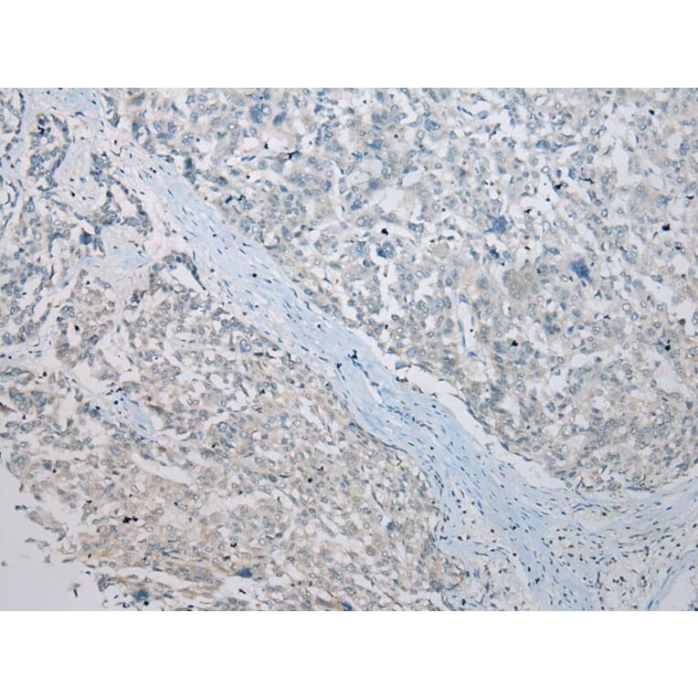 Immunohistochemistry - CRYZL1 Antibody from Signalway Antibody (42900) - Antibodies.com