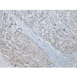 Immunohistochemistry - CRYZL1 Antibody from Signalway Antibody (42900) - Antibodies.com