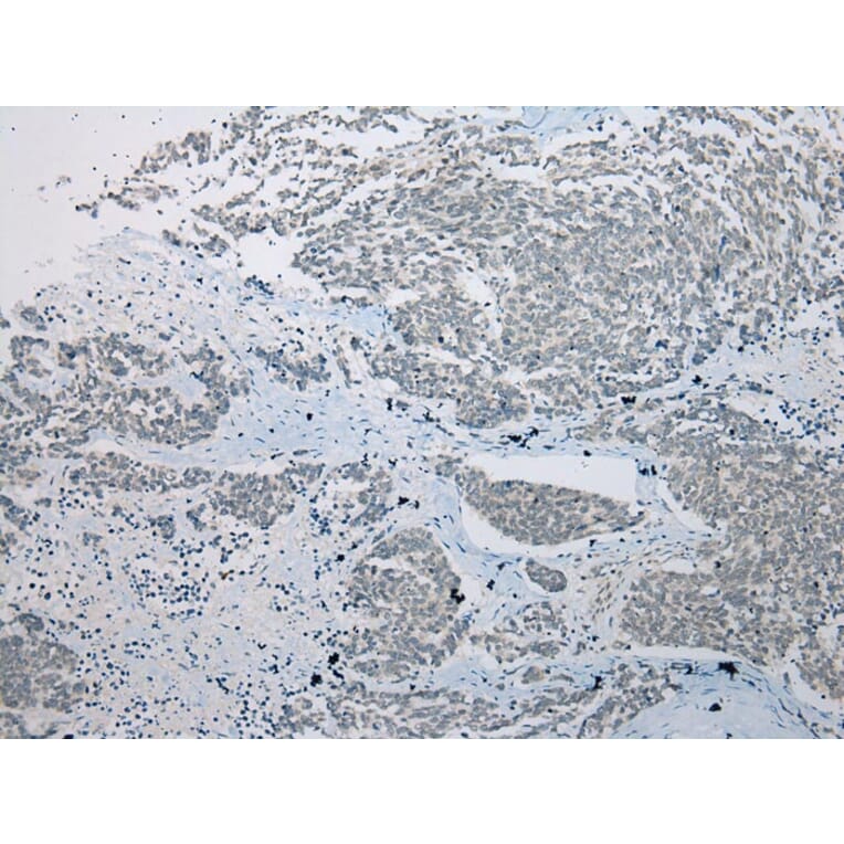 Immunohistochemistry - CRYZL1 Antibody from Signalway Antibody (42900) - Antibodies.com
