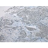 Immunohistochemistry - CRYZL1 Antibody from Signalway Antibody (42900) - Antibodies.com