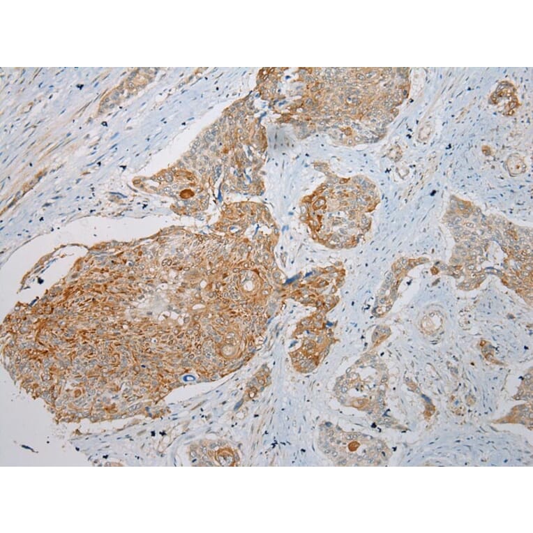 Immunohistochemistry - KRT222 Antibody from Signalway Antibody (42902) - Antibodies.com