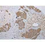 Immunohistochemistry - KRT222 Antibody from Signalway Antibody (42902) - Antibodies.com