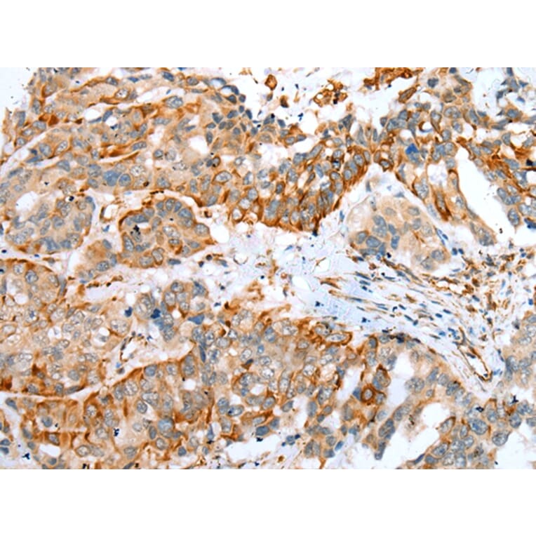 Immunohistochemistry - MYBPHL Antibody from Signalway Antibody (42913) - Antibodies.com