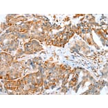 Immunohistochemistry - MYBPHL Antibody from Signalway Antibody (42913) - Antibodies.com
