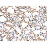 Immunohistochemistry - MYBPHL Antibody from Signalway Antibody (42913) - Antibodies.com