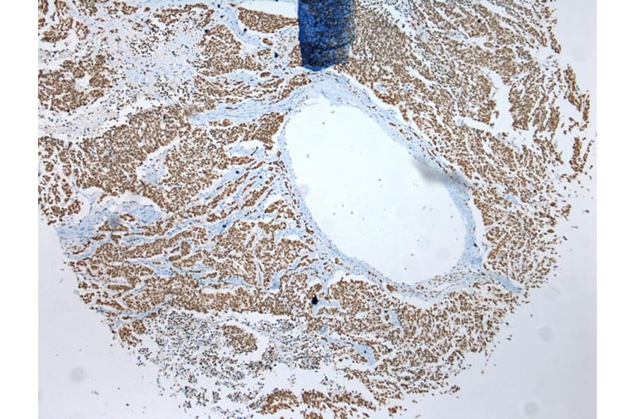 Immunohistochemistry - ZNF486 Antibody from Signalway Antibody (42916) - Antibodies.com