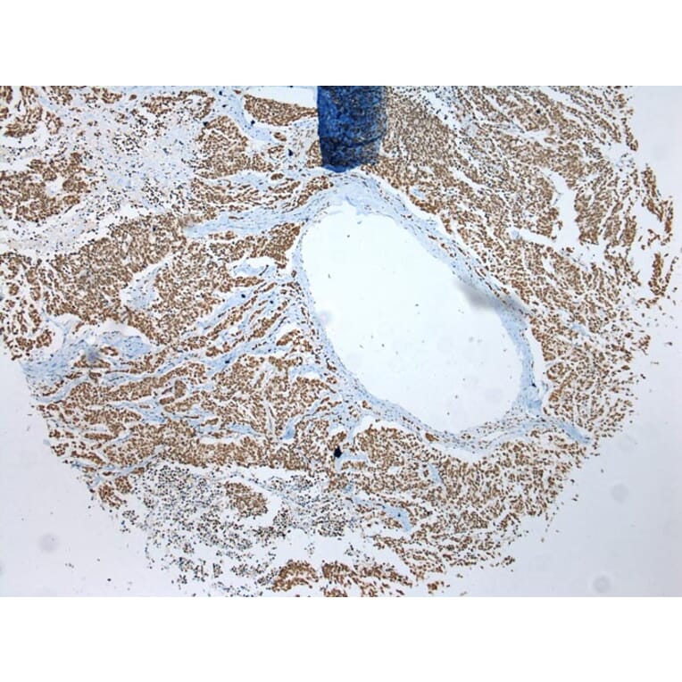 Immunohistochemistry - ZNF486 Antibody from Signalway Antibody (42916) - Antibodies.com