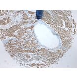 Immunohistochemistry - ZNF486 Antibody from Signalway Antibody (42916) - Antibodies.com