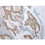 Immunohistochemistry - ZNF486 Antibody from Signalway Antibody (42916) - Antibodies.com