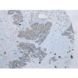 Immunohistochemistry - UBXN2B Antibody from Signalway Antibody (42918) - Antibodies.com