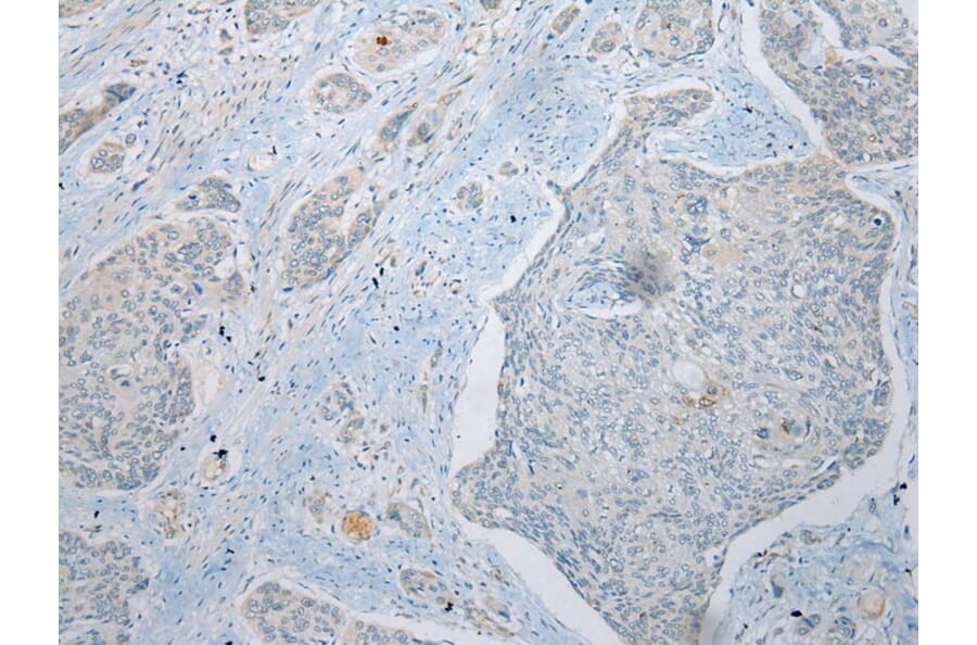 Immunohistochemistry - UBXN2B Antibody from Signalway Antibody (42918) - Antibodies.com