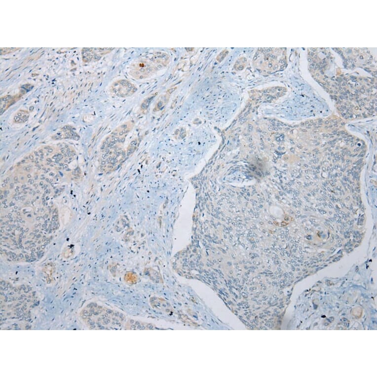 Immunohistochemistry - UBXN2B Antibody from Signalway Antibody (42918) - Antibodies.com