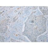 Immunohistochemistry - UBXN2B Antibody from Signalway Antibody (42918) - Antibodies.com