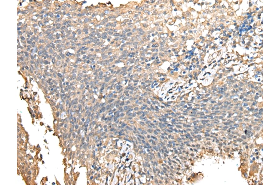 Immunohistochemistry - PRSS38 Antibody from Signalway Antibody (42924) - Antibodies.com
