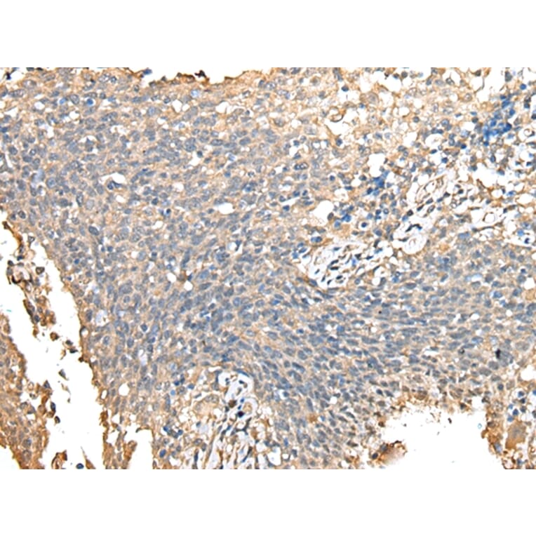 Immunohistochemistry - PRSS38 Antibody from Signalway Antibody (42924) - Antibodies.com