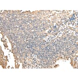 Immunohistochemistry - PRSS38 Antibody from Signalway Antibody (42924) - Antibodies.com