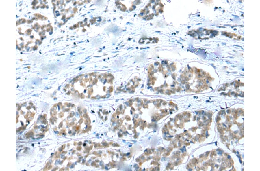 Immunohistochemistry - COMMD6 Antibody from Signalway Antibody (42937) - Antibodies.com