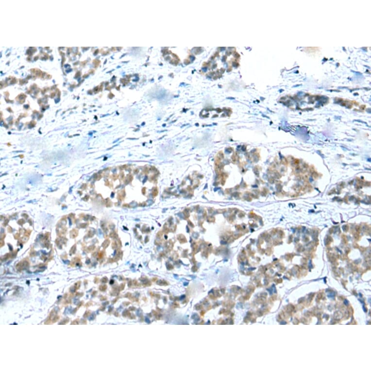 Immunohistochemistry - COMMD6 Antibody from Signalway Antibody (42937) - Antibodies.com