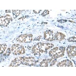 Immunohistochemistry - COMMD6 Antibody from Signalway Antibody (42937) - Antibodies.com