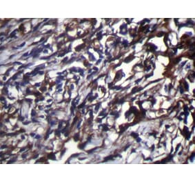 Immunohistochemistry - NUDT18 Antibody from Signalway Antibody (42946) - Antibodies.com