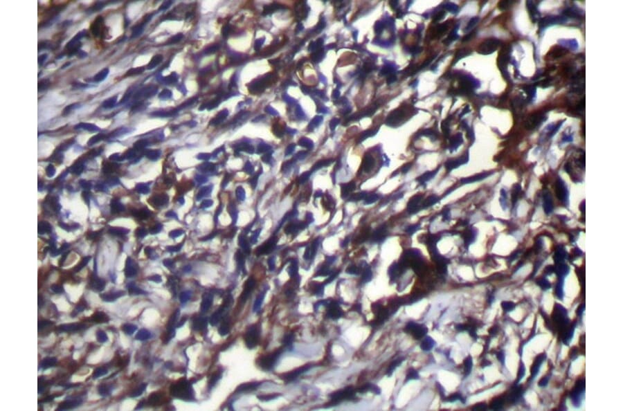 Immunohistochemistry - NUDT18 Antibody from Signalway Antibody (42946) - Antibodies.com
