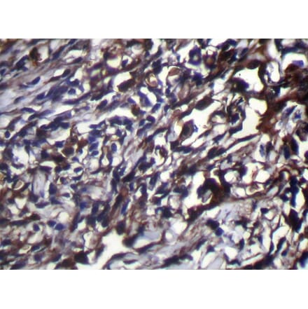 Immunohistochemistry - NUDT18 Antibody from Signalway Antibody (42946) - Antibodies.com