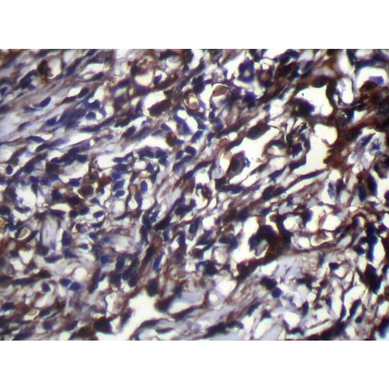 Immunohistochemistry - NUDT18 Antibody from Signalway Antibody (42946) - Antibodies.com
