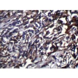 Immunohistochemistry - NUDT18 Antibody from Signalway Antibody (42946) - Antibodies.com