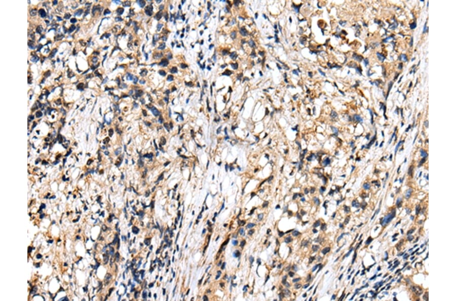 Immunohistochemistry - RHEBL1 Antibody from Signalway Antibody (42968) - Antibodies.com