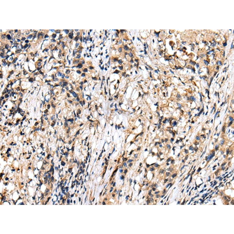Immunohistochemistry - RHEBL1 Antibody from Signalway Antibody (42968) - Antibodies.com