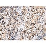 Immunohistochemistry - RHEBL1 Antibody from Signalway Antibody (42968) - Antibodies.com