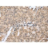 Immunohistochemistry - RHEBL1 Antibody from Signalway Antibody (42968) - Antibodies.com