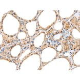 Immunohistochemistry - RAB11A Antibody from Signalway Antibody (42976) - Antibodies.com